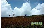 張家界、天子山、寶峰湖/黃龍洞、鳳凰古城、德夯大峽谷 苗族風(fēng)情五日游